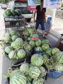 定州号头庄吃瓜事件,一场引发热议的乡村纠纷