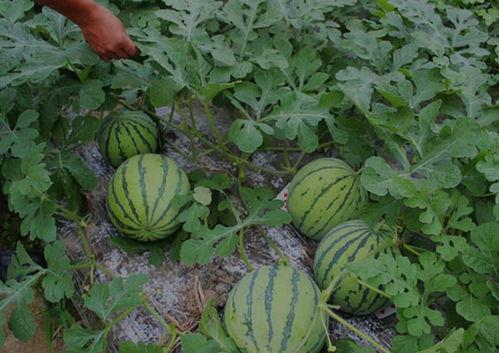 淇县吃瓜事件结果,真相大白，正义得以伸张