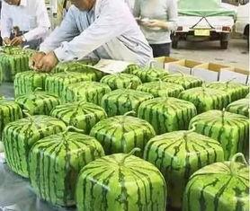 金凤区吃瓜群众事件,一场引发社会关注的网络热议