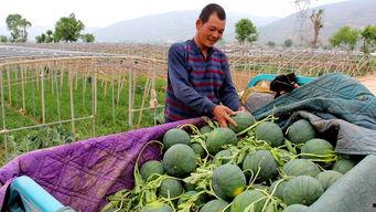 金凤区吃瓜群众事件,一场引发社会关注的网络热议