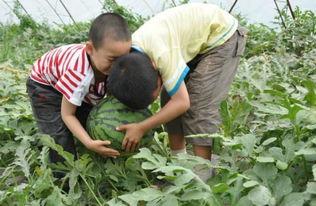 雷山吃瓜事件视频播放