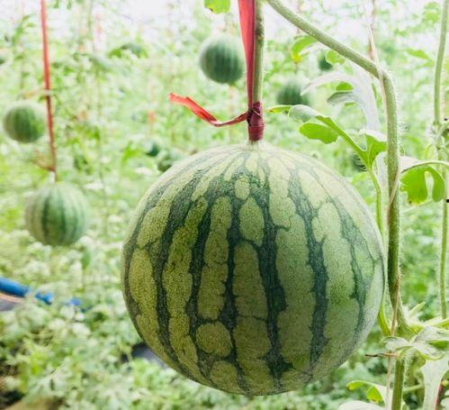 温州最新吃瓜事件真相是真的吗,真相揭秘，还原事实真相