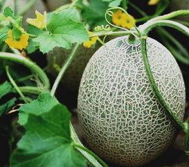 日本富豪吃哈密瓜事件视频,一场奢华的味蕾盛宴