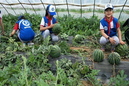 金乡小绿吃瓜事件最新,揭秘网络热议背后的真相与反思