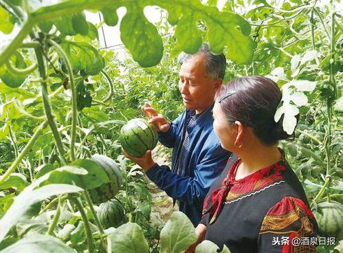 金乡小绿吃瓜事件最新,揭秘网络热议背后的真相与反思