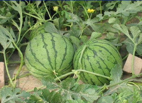 钱塘吃瓜事件真相,揭秘背后真相与反思