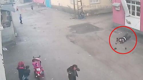 女子吃瓜摔下楼事件,意外事件引发社会关注