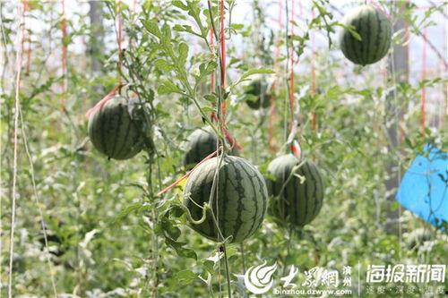 蓬莱吃瓜事件视频