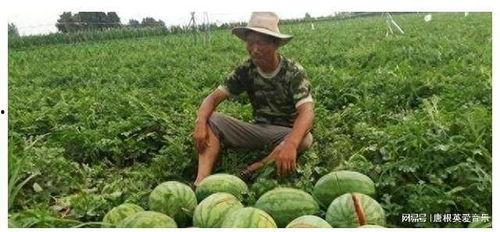 唐山最新吃瓜事件真相揭秘