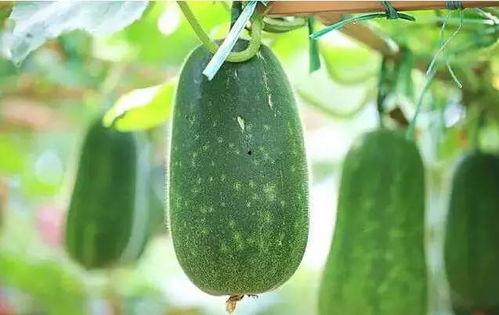 西城吃瓜事件是什么时候