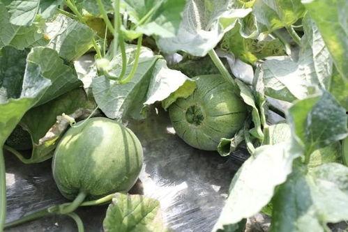 西城吃瓜事件是什么时候