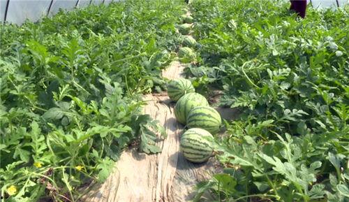 近期热门云南吃瓜事件,揭秘背后真相与网络舆论风暴