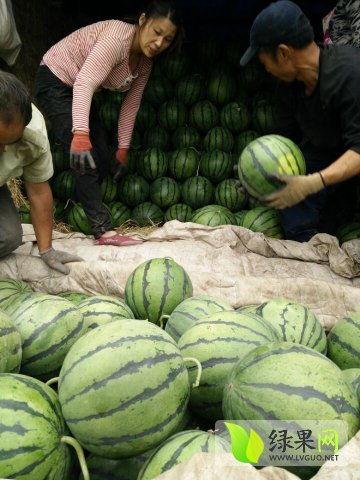 近期热门云南吃瓜事件,揭秘背后真相与网络舆论风暴