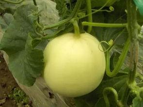 三台王庄吃瓜事件,一场引发热议的乡村奇闻