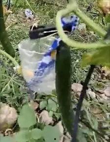 西南公园吃瓜事件真相,揭秘背后真相与反思
